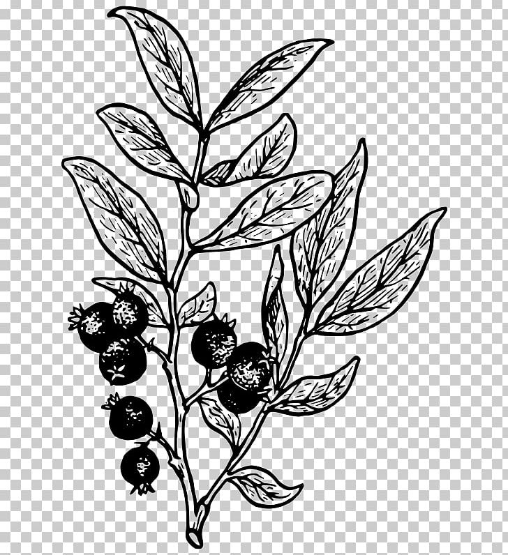 Drawing Line Art Huckleberry PNG, Clipart, Art, Artwork, Berry, Black And White, Blackberry Free PNG Download