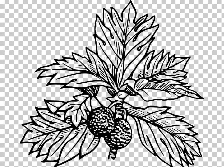 Breadfruit Leaf Tree PNG, Clipart, Artwork, Black And White, Branch, Breadfruit, Bud Free PNG Download