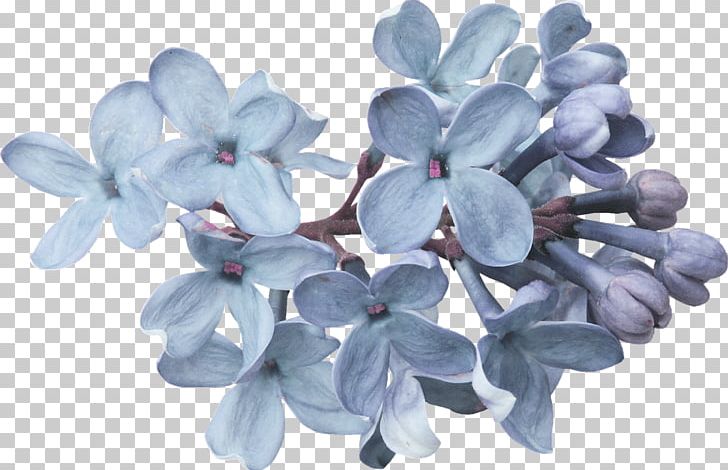 Flower Lavender Lilac Petal PNG, Clipart, Blue, Cut Flowers, Fashion, Flower, Flowering Plant Free PNG Download