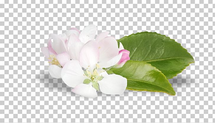 Flowering Plant PNG, Clipart, 8 D, Blossom, Cluster, Flower, Flowering Plant Free PNG Download