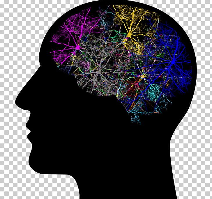 Human Brain Human Head Neuron PNG, Clipart, Brain, Brain Implant, Electrical Brain Stimulation, Function, Head Free PNG Download