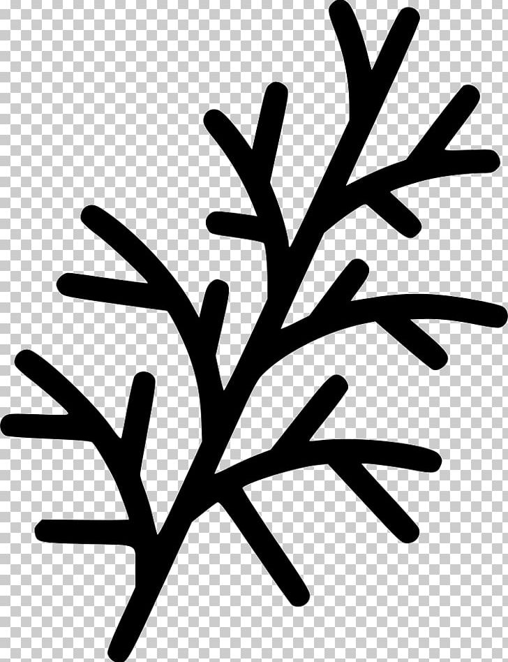 Meatball Plant Stem Leaf Coriander Recipe PNG, Clipart, Black And White, Branch, Coriander, Dill, Fillet Free PNG Download
