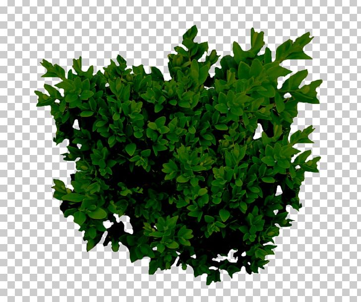 Subshrub Tree Green Chomikuj.pl PNG, Clipart, Chomikujpl, Coat Of Arms, Decor, Element, Evergreen Free PNG Download