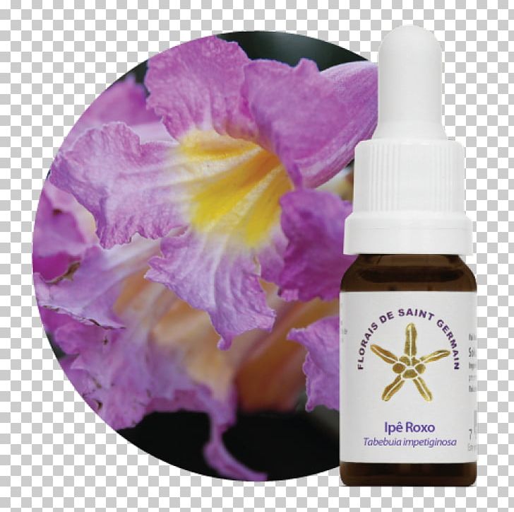 The Bach Flower Remedies Therapy Homeopathy Tabebuia Rosea PNG, Clipart, Alternative Health Services, Aromatherapy, Bach Flower Remedies, Edward Bach, Emotion Free PNG Download
