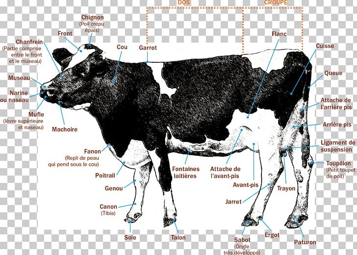 Dairy Cattle Cow Calf Human Anatomy PNG, Clipart, Advertising, Anatomy, Animals, Bovine, Bovinicoltura Free PNG Download