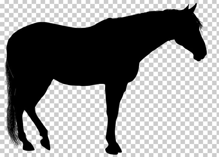 Arabian Horse Silhouette PNG, Clipart, Animals, Black And White, Bridle, Colt, Drawing Free PNG Download