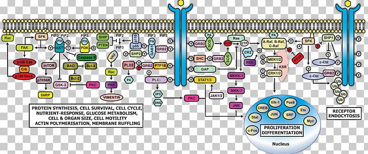 Epidermal Growth Factor Receptor Cell Signaling Signal Transduction GRB2 PI3K/AKT/mTOR Pathway PNG, Clipart, Actin, Biological Pathway, Cell, Cell Signaling, Diagram Free PNG Download