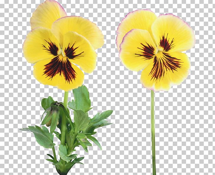 Flower Pansy PNG, Clipart, Digital Image, Flower, Flowering Plant, Image Processing, Information Free PNG Download