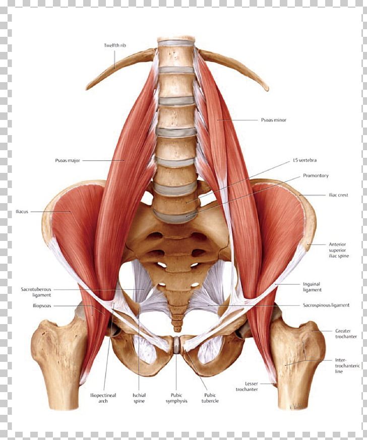Psoas Major Muscle Iliopsoas Anatomy Human Body PNG, Clipart, Abdomen, Anatomy, Arm, Back, Bone Free PNG Download