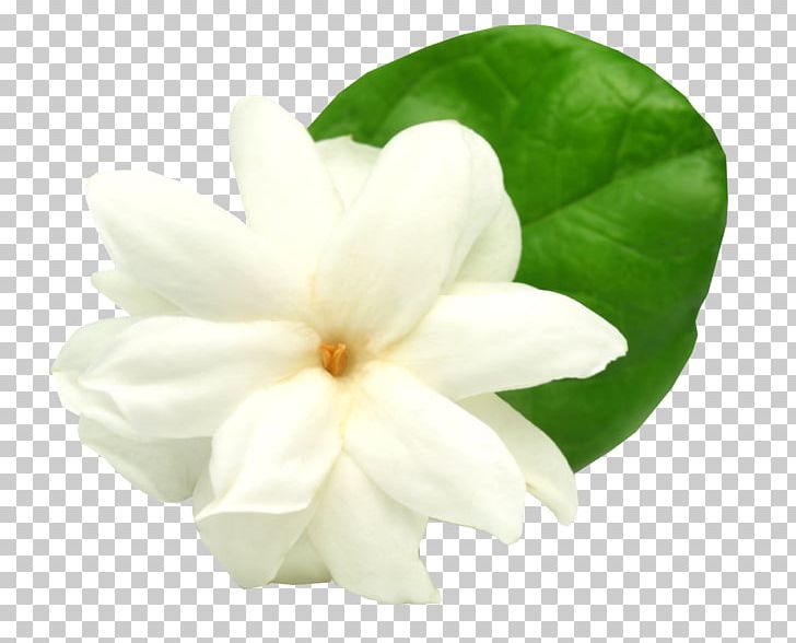 Arabian Jasmine Stock Photography Flower PNG, Clipart, Arabian Jasmine, Clip Art, Flower, Flowering Plant, Fotosearch Free PNG Download
