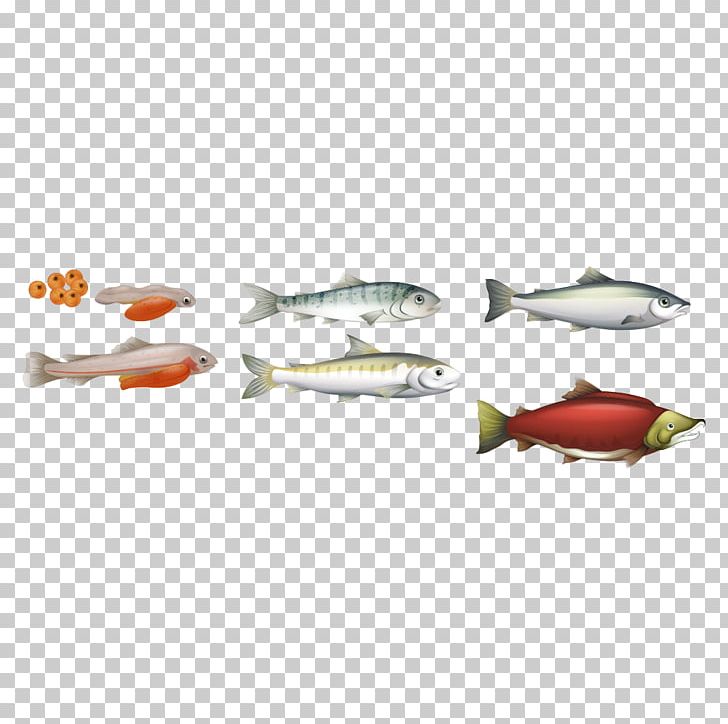 Chinook Salmon Biological Life Cycle Atlantic Salmon PNG, Clipart, Angle, Animals, Aquatic Creature, Cartoon Fish, Fish Free PNG Download