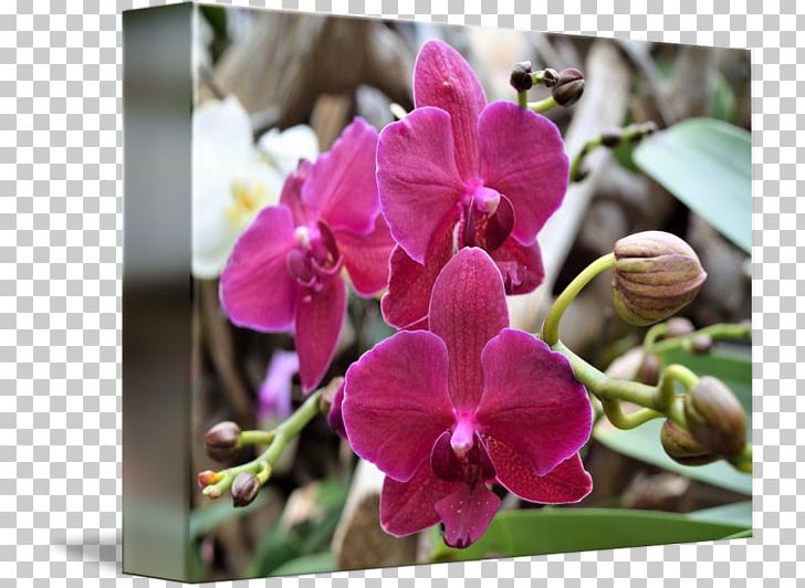 Moth Orchids Cattleya Orchids Dendrobium Pink M Violet PNG, Clipart, Cattleya, Cattleya Orchids, Dendrobium, Family, Flora Free PNG Download