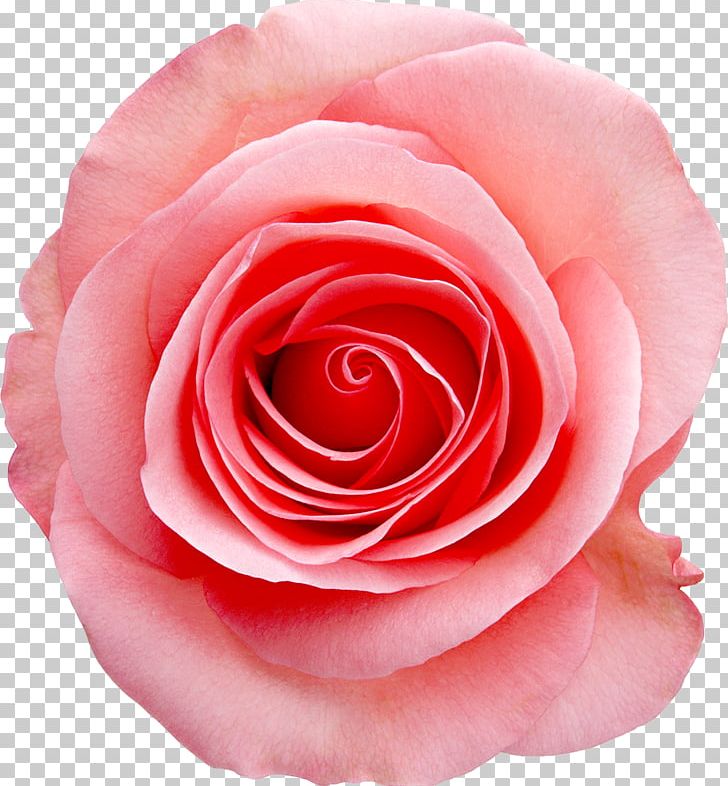Rose Pink White Stock Photography PNG, Clipart, Camellia, China Rose, Closeup, Cut Flowers, Floribunda Free PNG Download