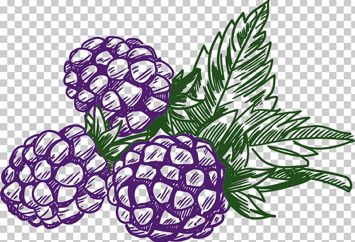 Blackberry Raspberry Fruit PNG, Clipart, Amora, Art, Berry, Blackberry, Floral Design Free PNG Download