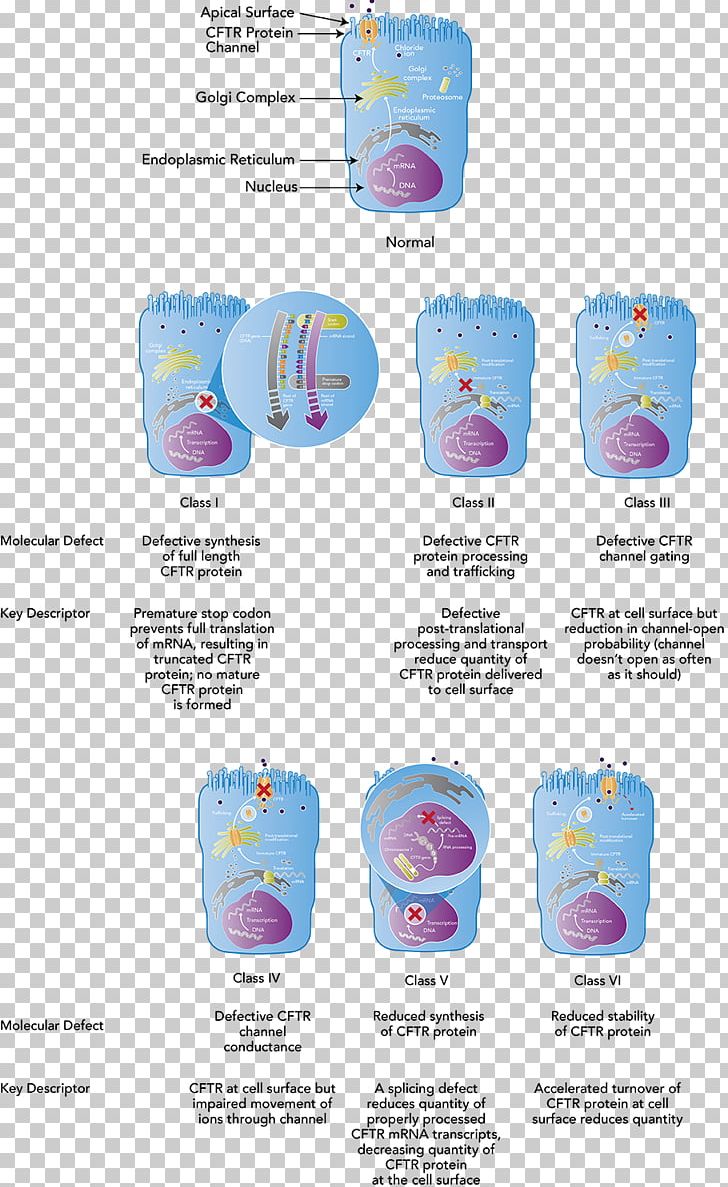 Cystic Fibrosis Transmembrane Conductance Regulator Mutation Protein Cell PNG, Clipart, Cell, Cystic Fibrosis, Disease, Drinkware, Fibrosis Free PNG Download