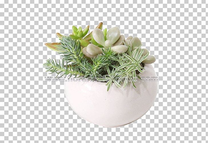 Flores A Domicilio DF ❤️ Envios Hoy PNG, Clipart, Dishware, Flowerpot, Flowers, Grass, Herb Free PNG Download