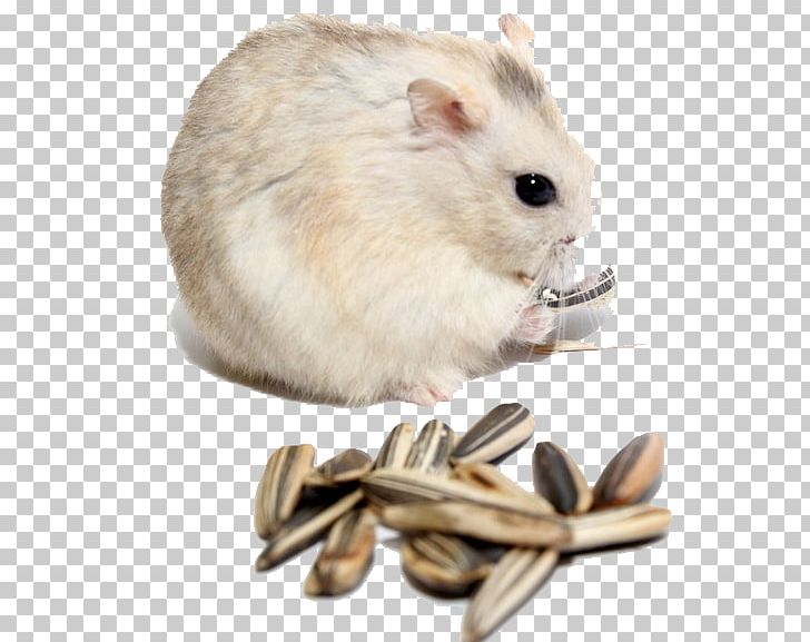 Gerbil Hamster Rat Kuaci Muroidea PNG, Clipart, Animal, Common Sunflower, Djungarian Hamster, Fauna, Fruit Nut Free PNG Download