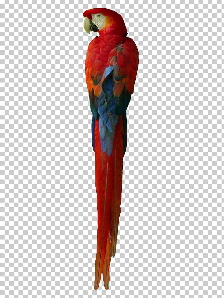 Macaw Loriini Parakeet Feather Beak PNG, Clipart, Beak, Bird, Common Pet Parakeet, Feather, Loriini Free PNG Download