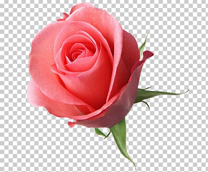 Flower Bouquet Floral Design Stock Photography PNG, Clipart, China Rose, Closeup, Cut Flowers, Desktop Wallpaper, Download Free PNG Download