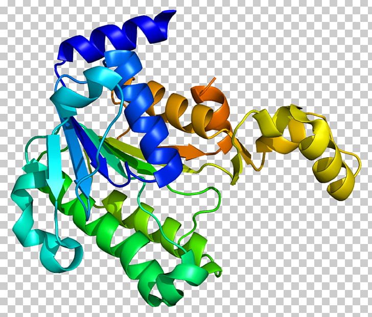 HTATIP2 Gene Protein Metastasis Suppressor Mannose Receptor PNG, Clipart, Animal Figure, Body Jewelry, Enzyme, Gene, Human Free PNG Download