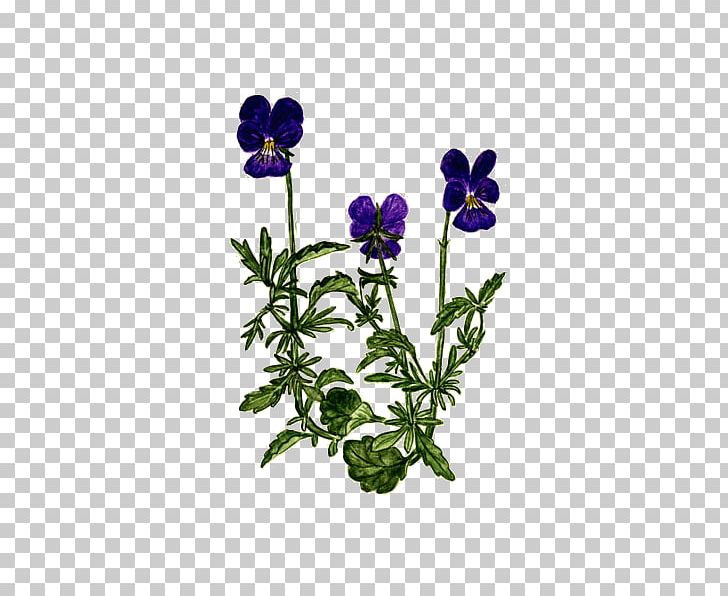 Plant Pansy Herbalism Violet Phytotherapy PNG, Clipart, Anemone, Cut Flowers, Depurative, Detoxification, Eczema Free PNG Download