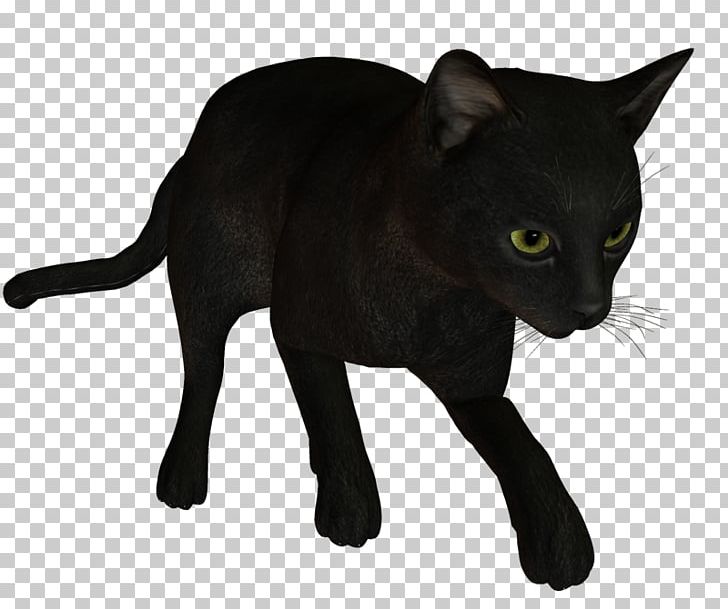 Black Cat Bombay Cat Korat Havana Brown Burmese Cat PNG, Clipart, Asian, Black, Black Cat, Black Panther, Bombay Free PNG Download