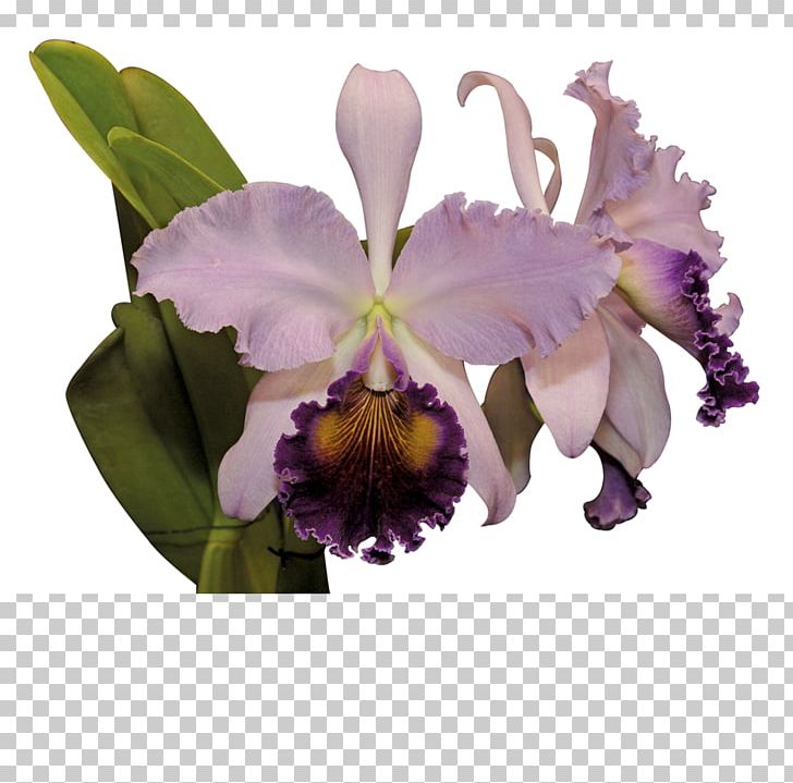 Cattleya Trianae Flower Moth Orchids Cooktown Orchid PNG, Clipart, Cattleya, Cattleya Labiata, Cattleya Orchids, Cattleya Trianae, Christmas Orchid Free PNG Download
