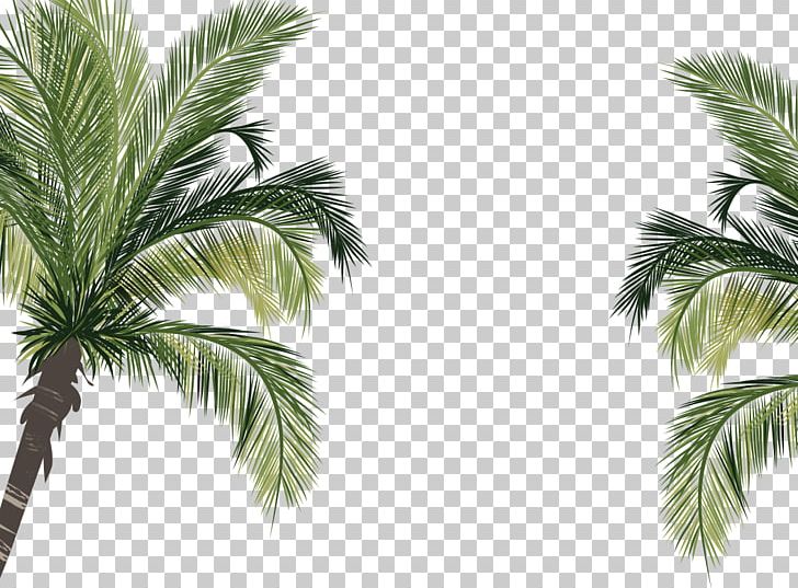 Coconut Arecaceae PNG, Clipart, Arecales, Background Green, Branch, Encapsulated Postscript, Euclidean Vector Free PNG Download