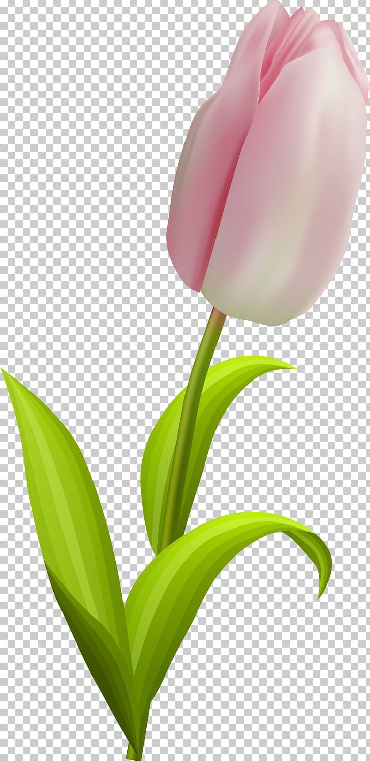 Cut Flowers Drawing Painting PNG, Clipart, Art, Arumlily, Bud, Computer Wallpaper, Flower Free PNG Download