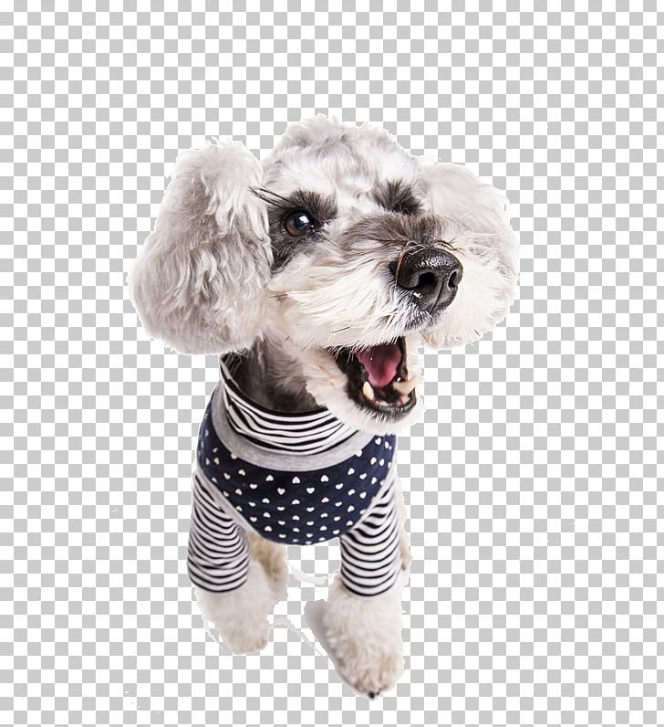 Dog Cat Toy Pet Schnauzer PNG, Clipart, Animal, Animals, Baby Clothes, Carnivoran, Cloth Free PNG Download