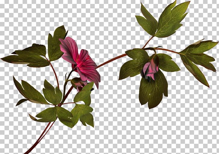 Flower Plant Stem Photography PNG, Clipart, Branch, Color, Flora, Flower, Flowering Plant Free PNG Download