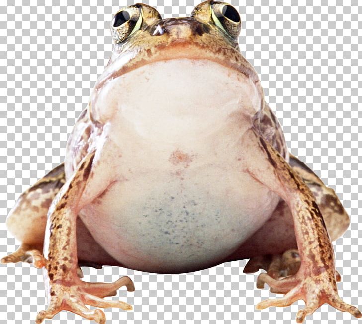 Frog PNG, Clipart, Amphibian, Animals, Animal Source Foods, Computer Icons, Download Free PNG Download