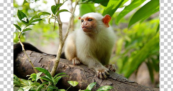 Macaque Danio Margaritatus New World Monkeys Marmoset Wildlife PNG, Clipart, Cercopithecidae, Danio Margaritatus, Fauna, Macaque, Mammal Free PNG Download