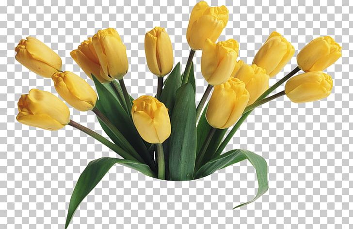 Morning YouTube Night Romance PNG, Clipart, Bud, Bunga, Crocus, Cut Flowers, Day Free PNG Download