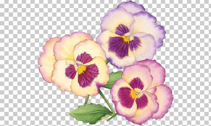 Pansy Annual Plant Drawing Photography PNG, Clipart, Annual Plant, Drawing, Flower, Flowering Plant, Miscellaneous Free PNG Download