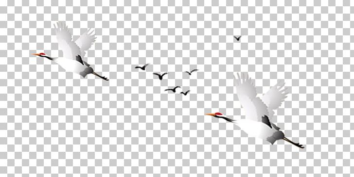 Red-crowned Crane Goose PNG, Clipart, Animal, Beak, Bird, Blue, Blue Sky Free PNG Download