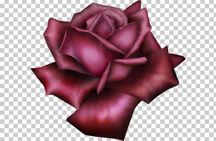 Rose PNG, Clipart, Cicek Resimleri, Clip Art, Closeup, Cut Flowers, Desktop Wallpaper Free PNG Download
