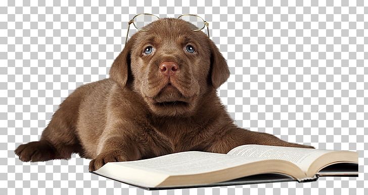 Labrador Retriever Siberian Husky Jack Russell Terrier Pug Golden Retriever PNG, Clipart, Animal, Animals, Books, Carnivoran, Companion Dog Free PNG Download