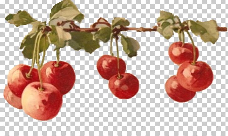 Painting 0 Cherries Fruit PNG, Clipart, 2018, Acerola, Acerola Family, Apple, Art Free PNG Download