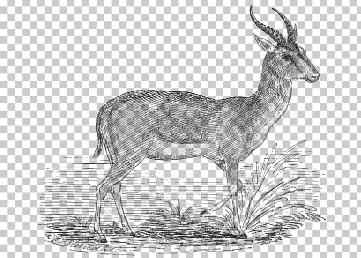 Antelope Goitered Gazelle Impala Thomson's Gazelle PNG, Clipart, Animals, Antelope, Antler, Bontebok, Cow Goat Family Free PNG Download