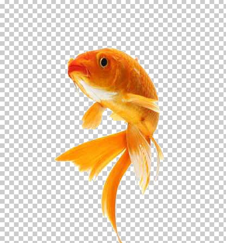 Butterfly Koi Comet Showa Stock Photography PNG, Clipart, Animal, Animals, Aquarium Fish Feed, Bony Fish, Butterfly Koi Free PNG Download