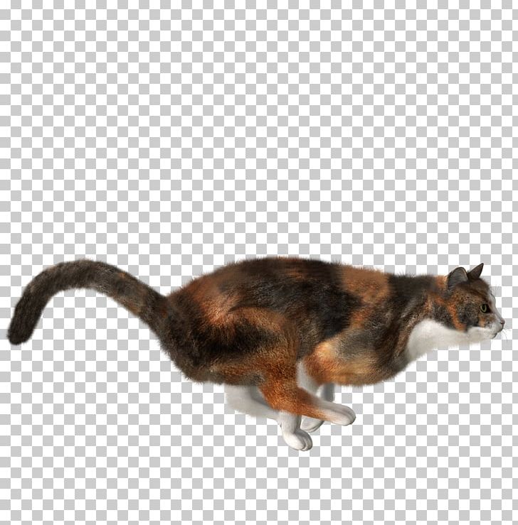 Cats PNG, Clipart, Cats Free PNG Download