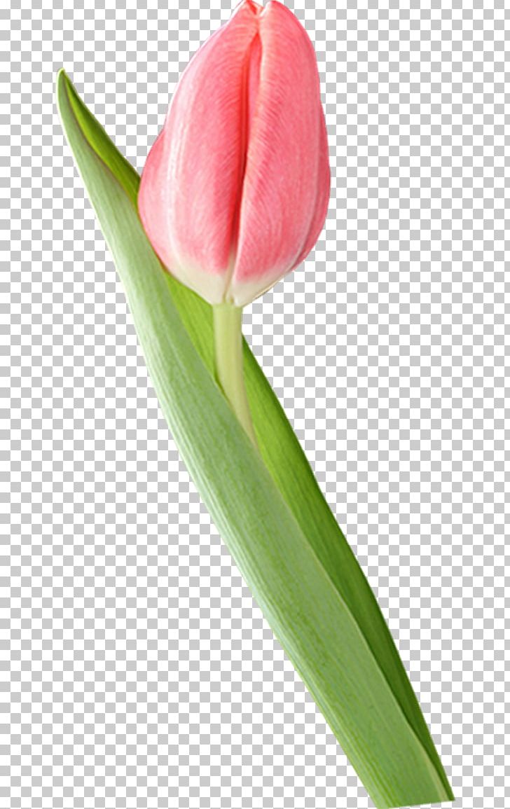 Tulip Blog PNG, Clipart, Advertising, Blog, Bud, Cut Flowers, Flickr Free PNG Download