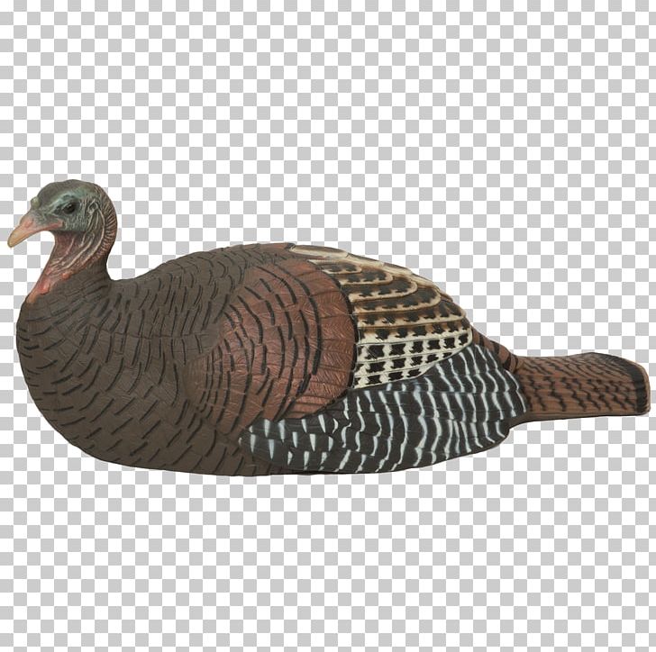 Chicken Turkey Decoy Duck Hen PNG, Clipart, Animals, Avian Influenza, Beak, Bird, Bird Ringing Free PNG Download
