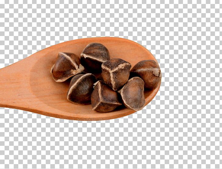 Drumstick Tree Seed Resource Food PNG, Clipart, Cocoa Bean, Designer, Download, Dried, Encapsulated Postscript Free PNG Download