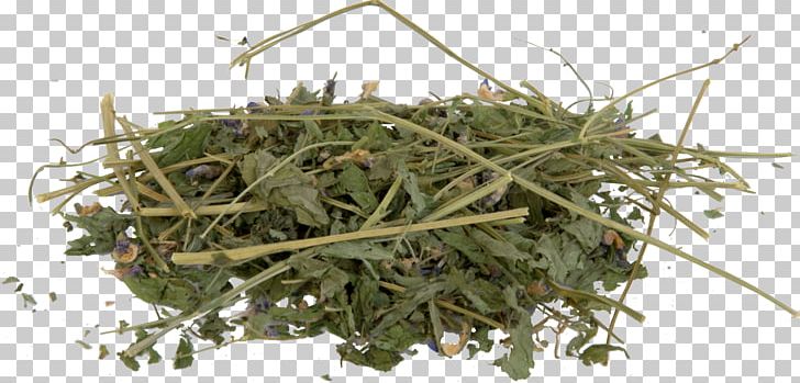 Herbalism Baruch College Grasses Lathyrus PNG, Clipart, Baruch College, Family, Grass, Grasses, Grass Family Free PNG Download