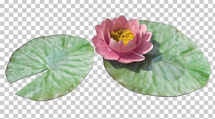 Water Lilies Lilium PNG, Clipart, Clip Art, Computer Icons, Desktop Wallpaper, Dishware, Download Free PNG Download