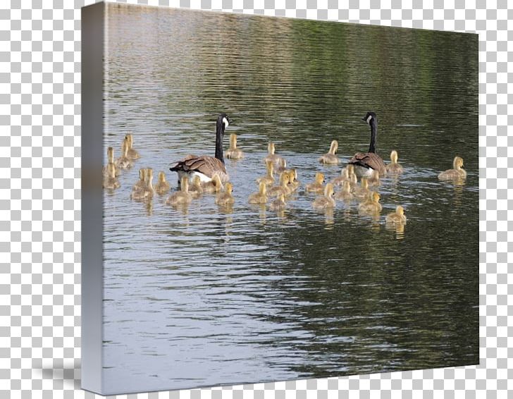 Duck Goose Water PNG, Clipart, Animals, Bird, Duck, Ducks Geese And Swans, Fauna Free PNG Download