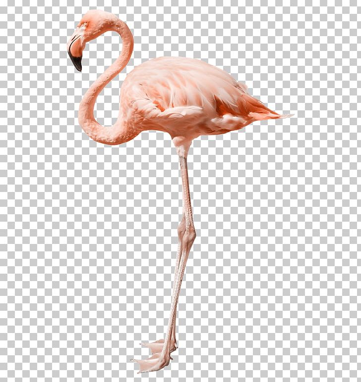 Flamingo Stock Photography PNG, Clipart, Animals, Beak, Bird, Canvas Print, Flamingo Free PNG Download