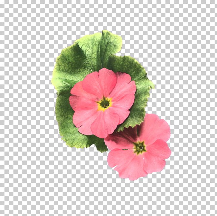 Flower Painting Petal PNG, Clipart, Annual Plant, Blog, Blume, Daum, Download Free PNG Download